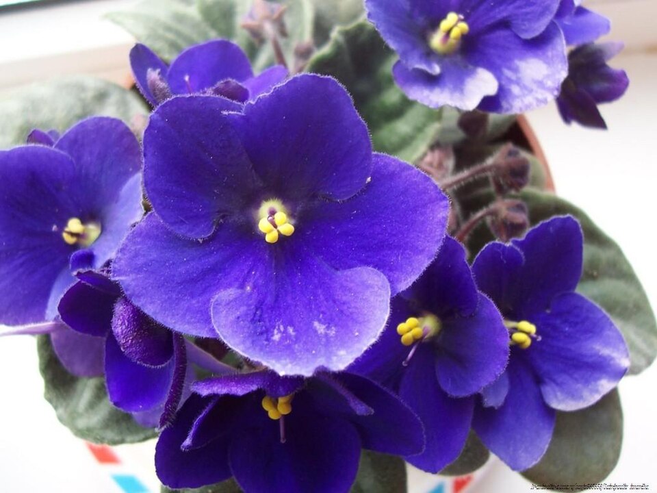 Begonias Azules Flower seeds for Planting Vibrant Colors Heirloom & GMO Free Seeds for Home Garden seeds for planting
