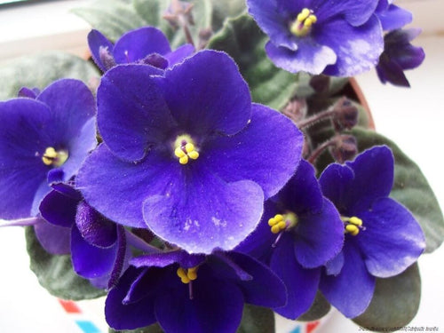 Begonias Azules Flower seeds for Planting Vibrant Colors Heirloom & GMO Free Seeds for Home Garden seeds for planting