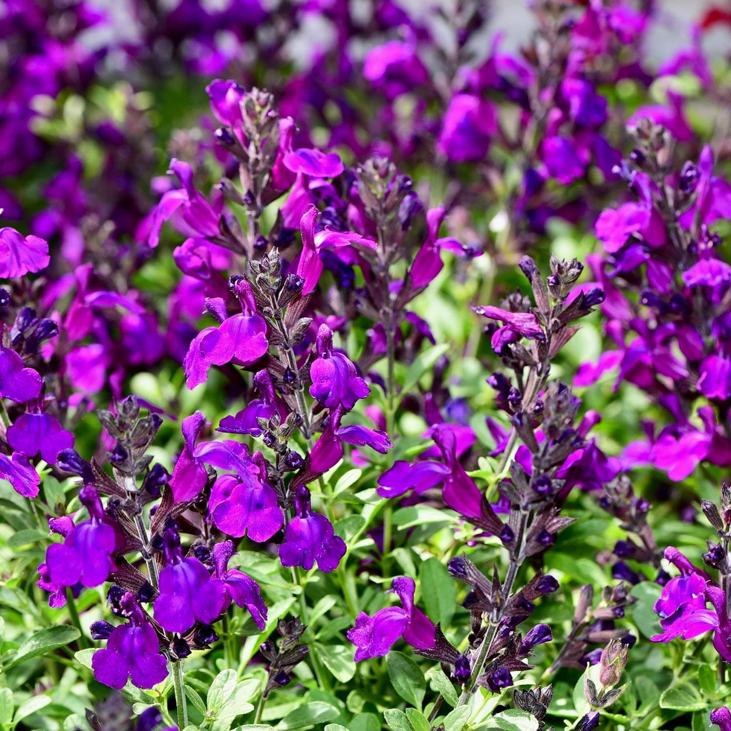 Purple Landscape Autumn Flower seeds for Planting Drought Tolerant, Heirloom & GMO Free Seeds for Home Garden seeds for planting