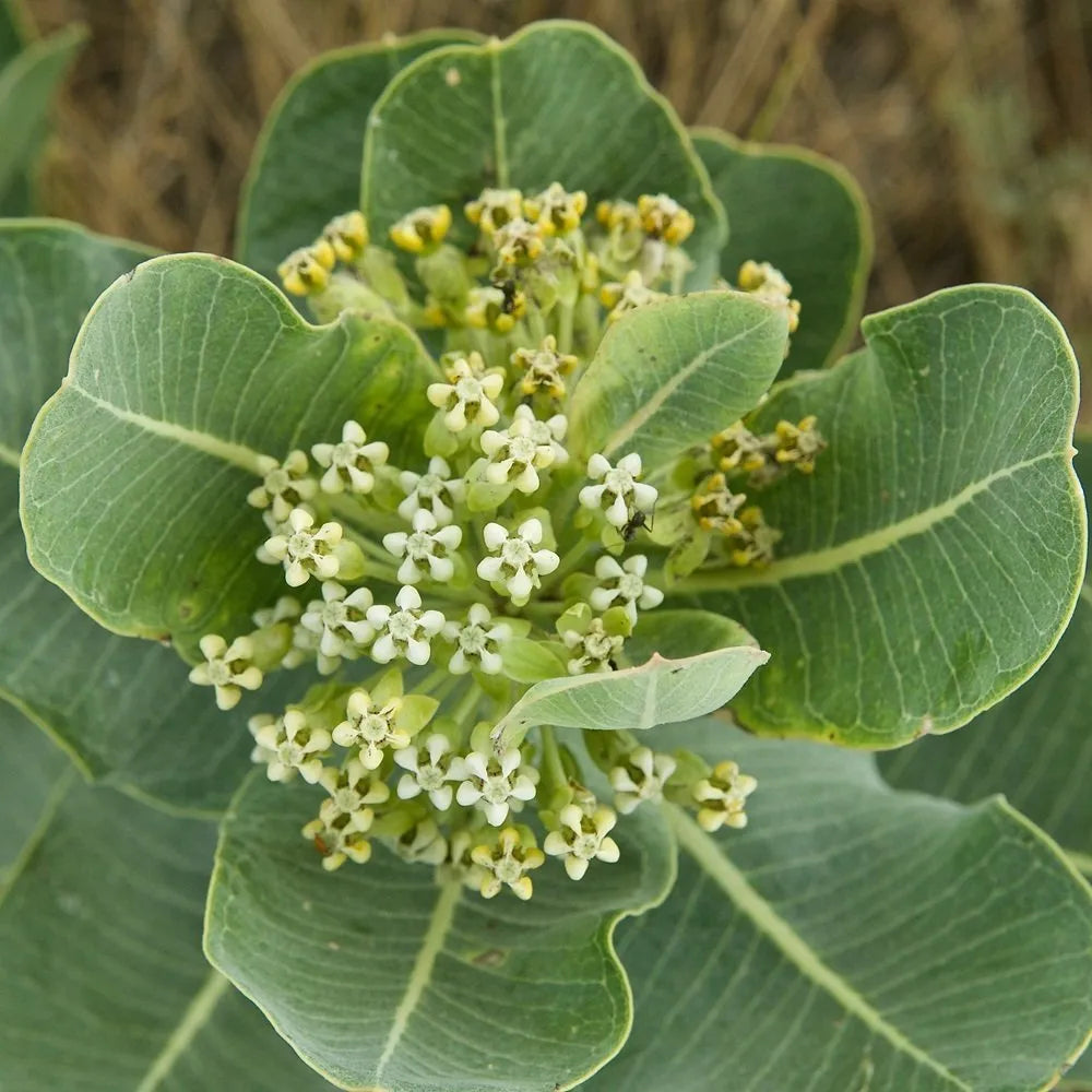 Asclepias Arenaria Flower seeds for Planting Vibrant Colors Heirloom & GMO Free Seeds for Home Garden