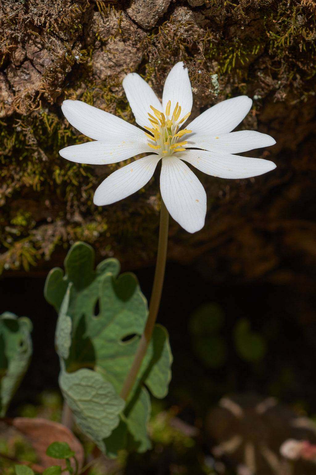 Premium White Sanguinaria Flower seeds for Planting Drought Tolerant, Heirloom & GMO Free Seeds for Home Garden seeds