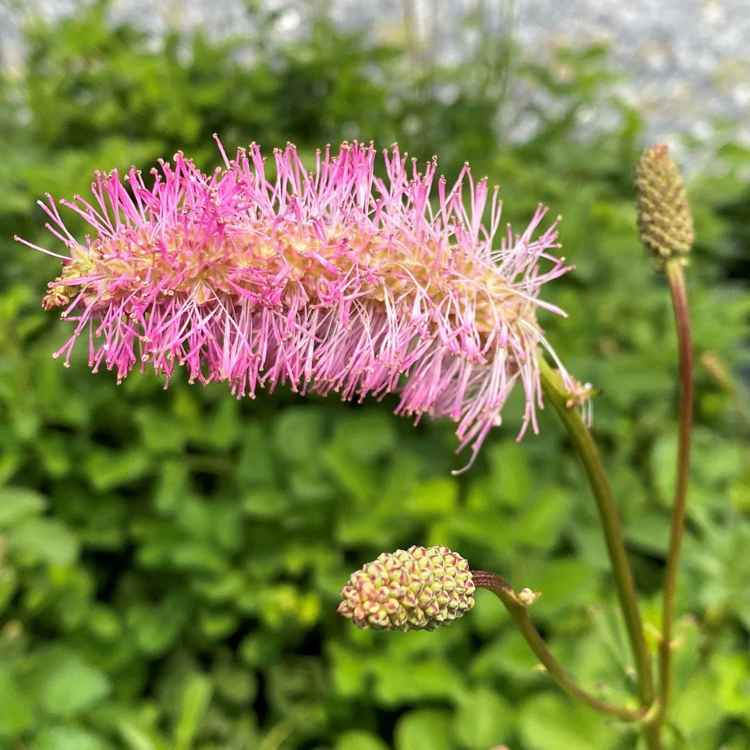 Premium Pink Alaskan Burnet Flower seeds for Planting Compact Growth, Heirloom & GMO Free Seeds for Home Garden seeds