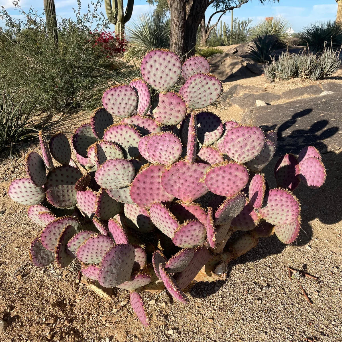 Pink Opuntia Chlorotica Flower seeds for Planting - Wildflower Mix, Heirloom & GMO Free Seeds for Home Garden