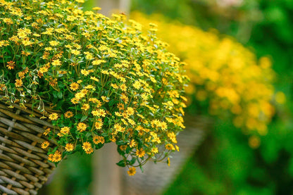 Sanvitalia Procumbens Yellow Flowers