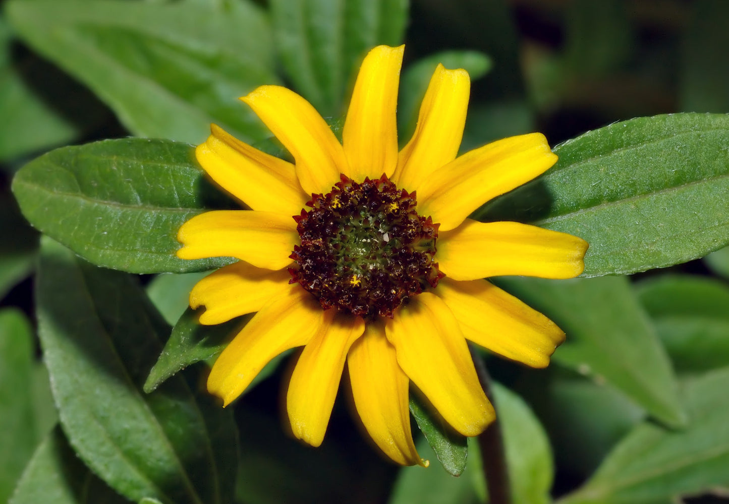 Sanvitalia Procumbens Flower seeds for Planting Hardy Variety Heirloom & GMO Free Seeds for Home Garden
