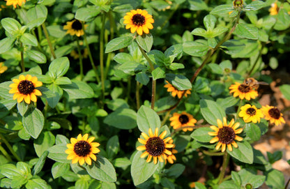 Sanvitalia Procumbens Flower seeds for Planting Hardy Variety Heirloom & GMO Free Seeds for Home Garden