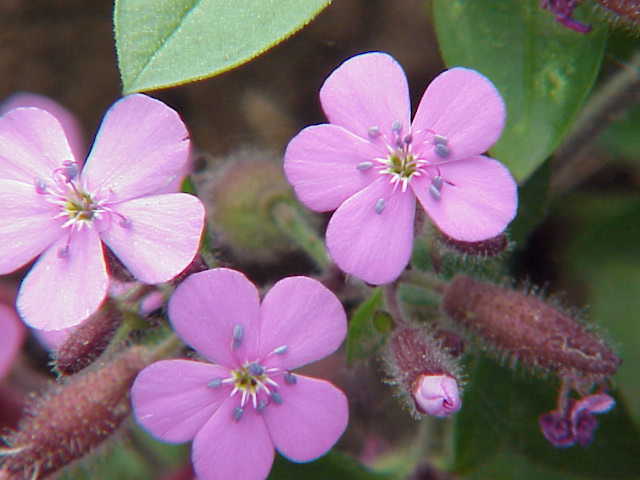 Saponaria Flower seeds for Planting Sun Loving Heirloom & GMO Free Seeds for Home Garden