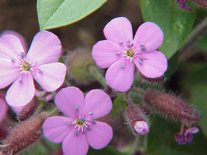 Saponaria Ocymoides Flower seeds for Planting Garden Favorite Heirloom & GMO Free Seeds for Home Garden