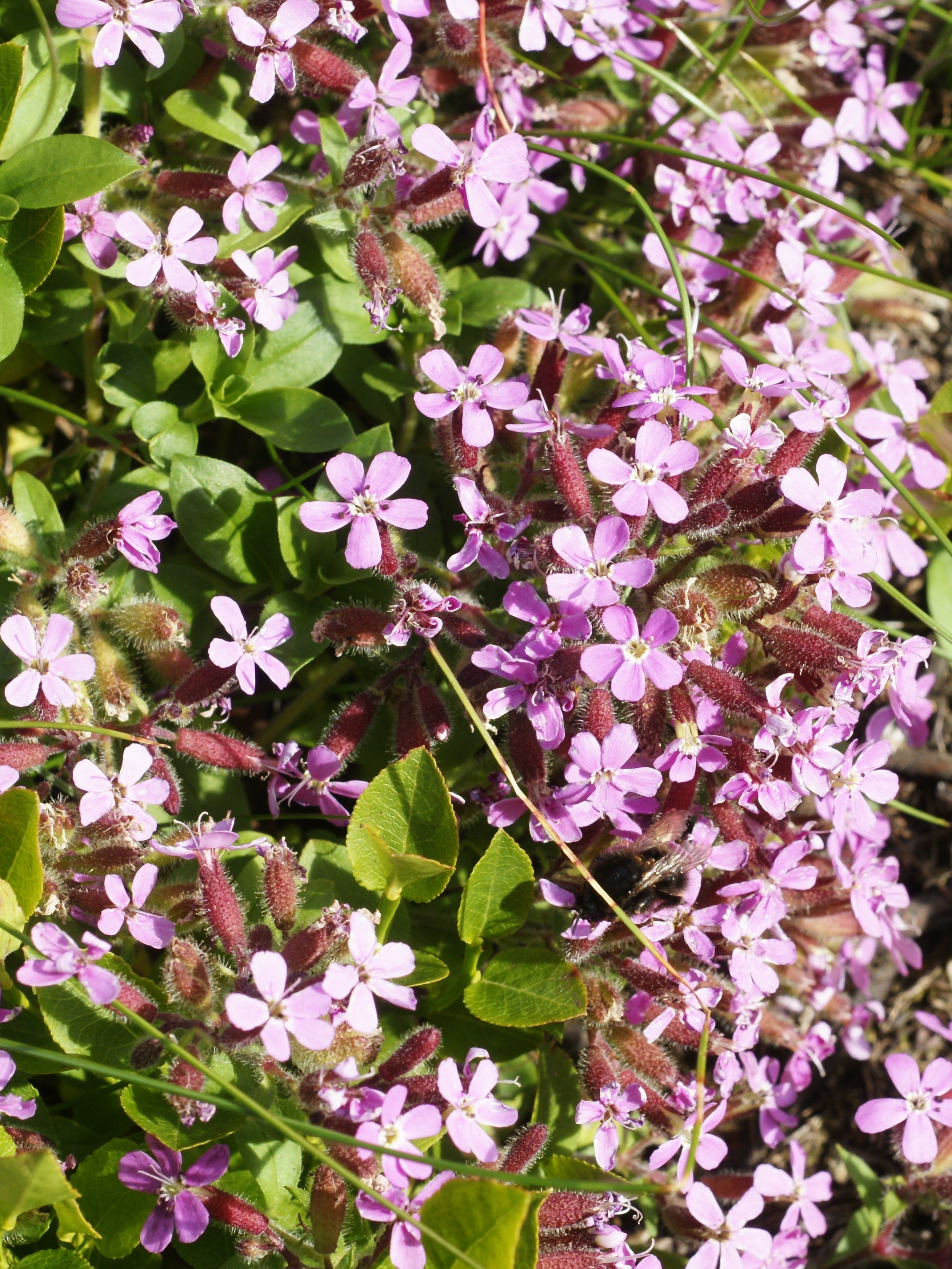 High quality Pink Saponaria Ocymoides Flower seeds for Planting Cottage Garden Essential, Heirloom & GMO Free Seeds for Home Garden seeds pack