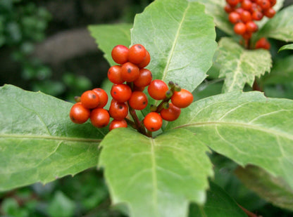 Sarcandra Glabra Flower seeds for Planting Cut Flower Favorite Heirloom & GMO Free Seeds for Home Garden