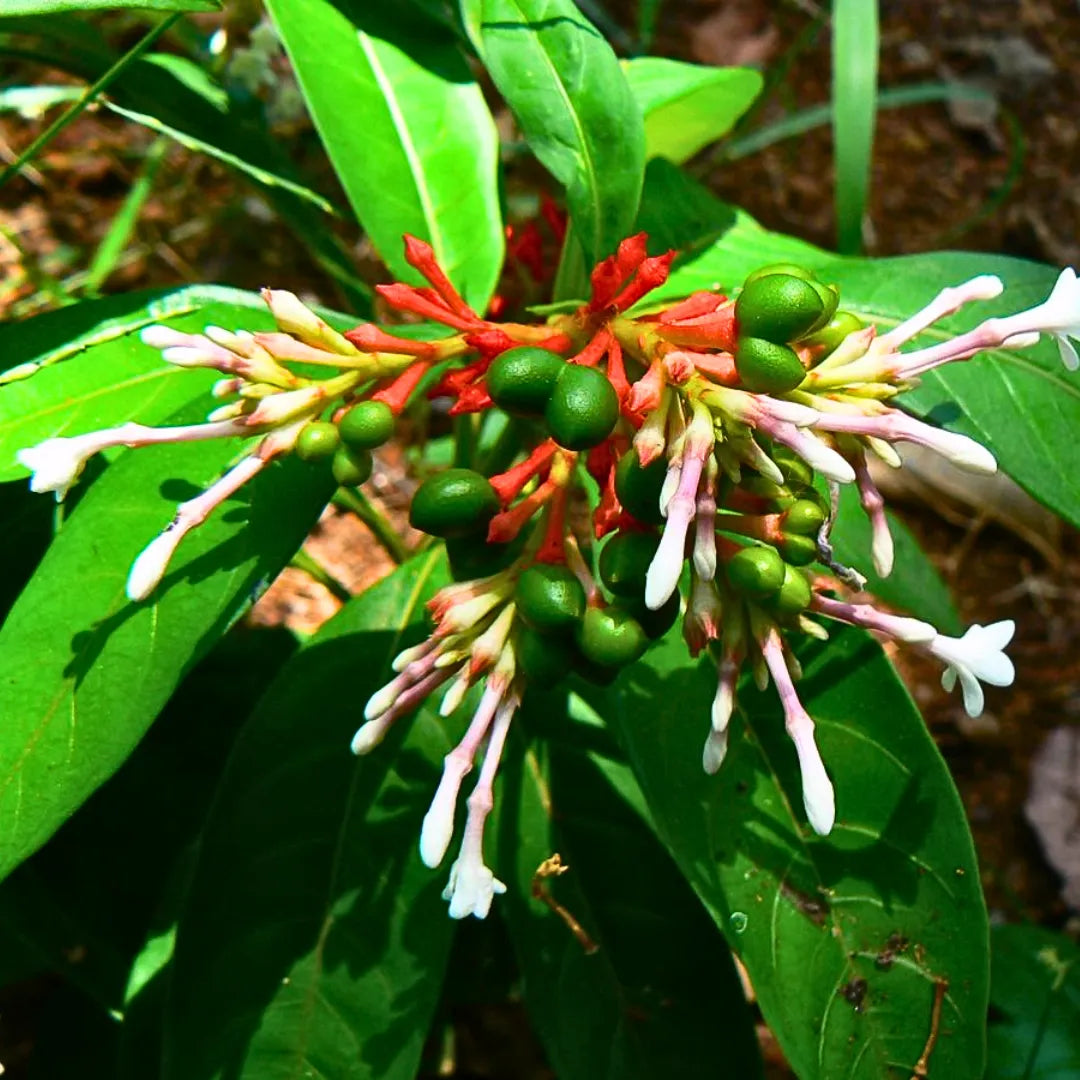 Heirloom Rauvolfia Flower seeds for Planting Garden Favorite Heirloom & GMO Free Seeds for Home Garden