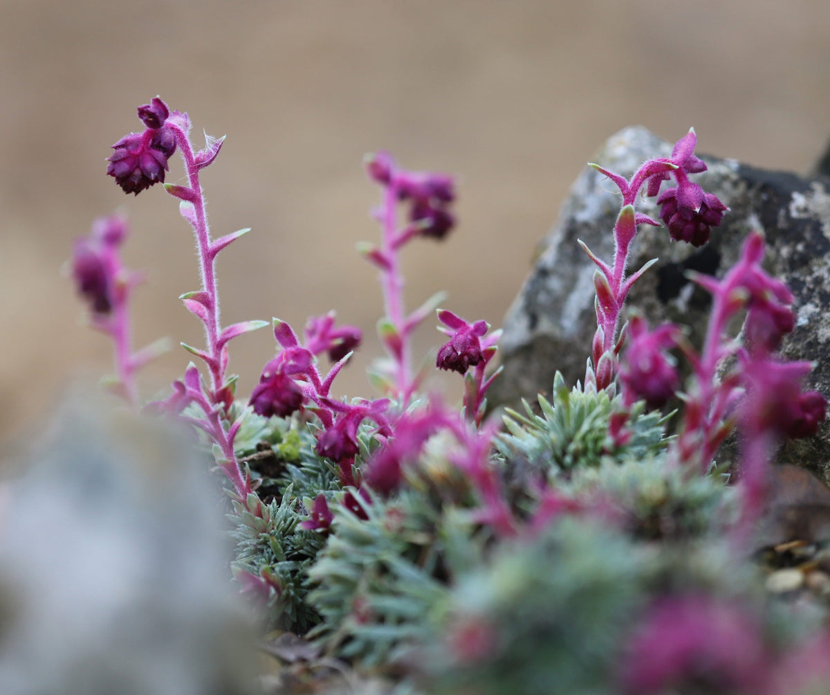 Purple Saxifraga Sempervivum Flower seeds for Planting - Compact Growth, Heirloom & GMO Free Seeds for Home Garden