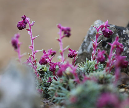 Purple Saxifraga Sempervivum Flower seeds for Planting - Compact Growth, Heirloom & GMO Free Seeds for Home Garden