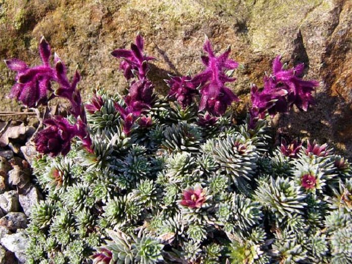 Purple Saxifraga Sempervivum Flower seeds for Planting - Compact Growth, Heirloom & GMO Free Seeds for Home Garden