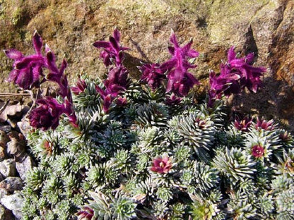 Purple Saxifraga Sempervivum Flower seeds for Planting - Compact Growth, Heirloom & GMO Free Seeds for Home Garden
