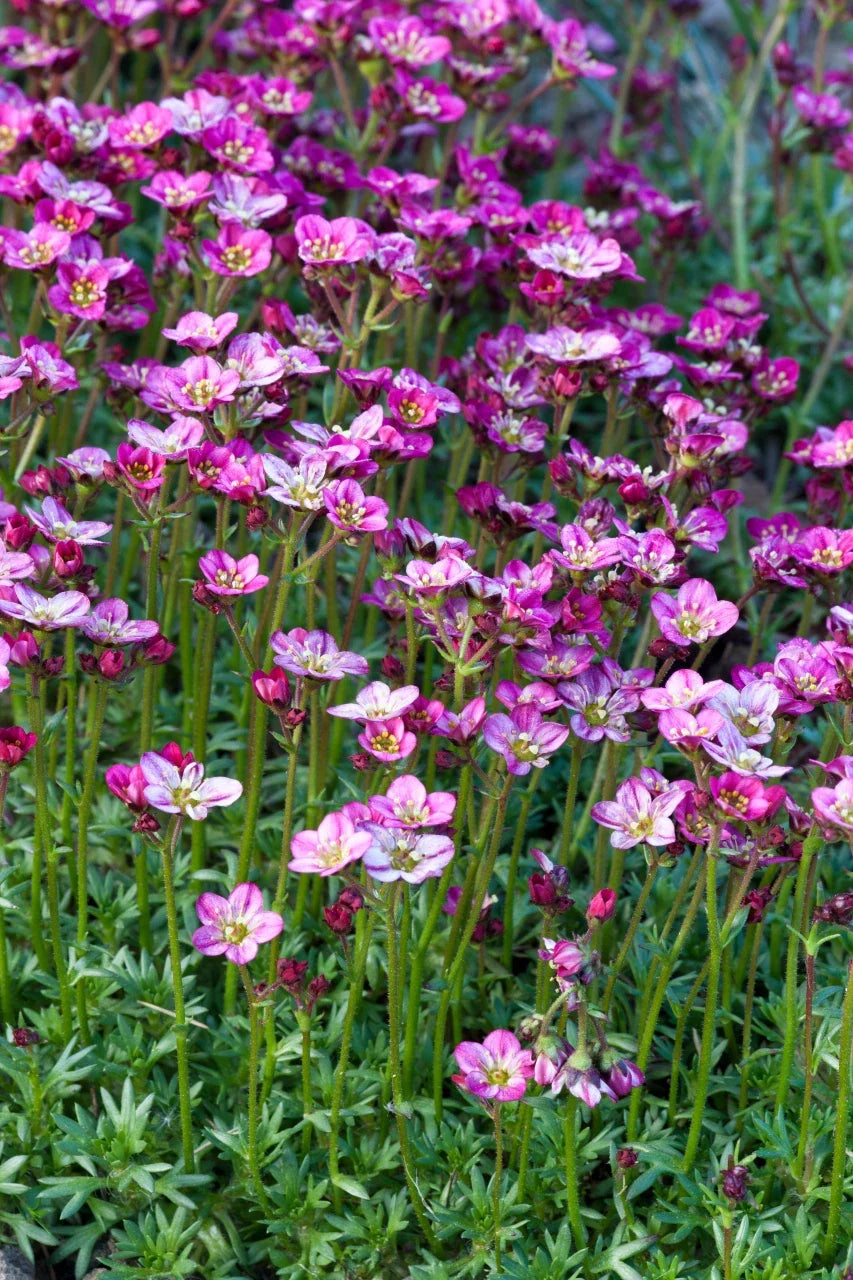 Purple Saxifraga Arendsii Flower seeds for Planting Compact Growth, Heirloom & GMO Free Seeds for Home Garden vegetable and garden seeds