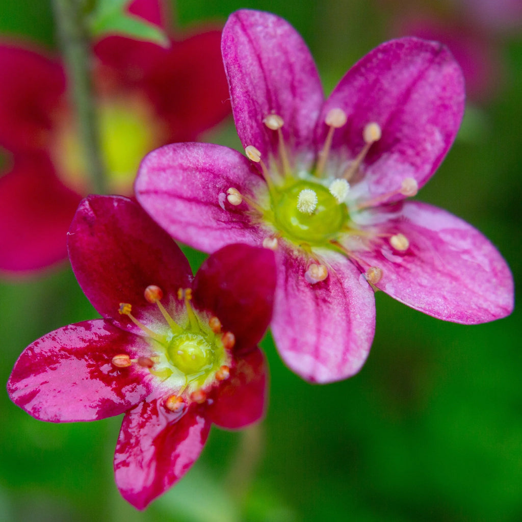 Saxifraga Pink Flower seeds for Planting Garden Favorite, Heirloom & GMO Free Seeds for Home Garden vegetable and garden seeds