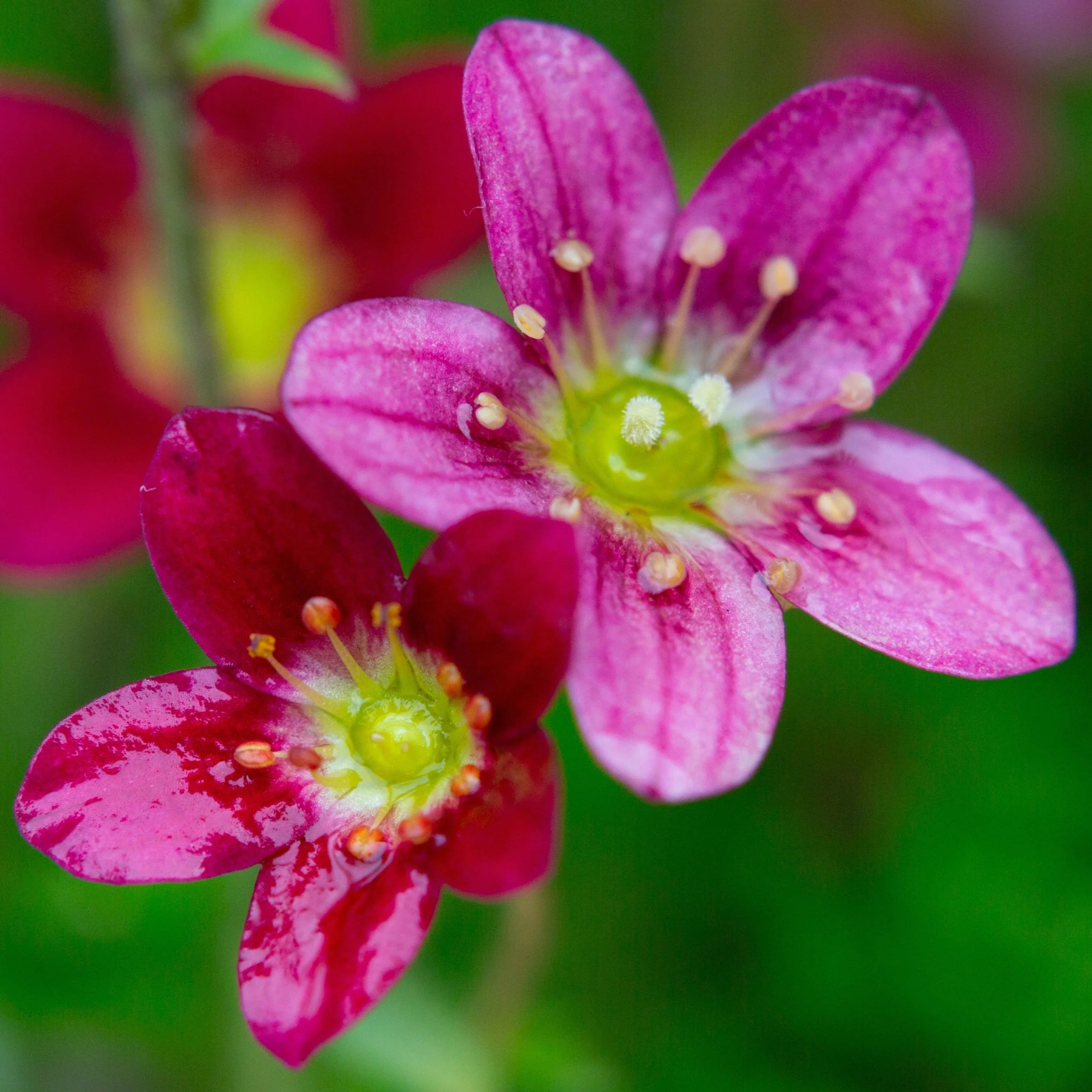 Saxifraga Pink Flower seeds for Planting Garden Favorite, Heirloom & GMO Free Seeds for Home Garden vegetable and garden seeds