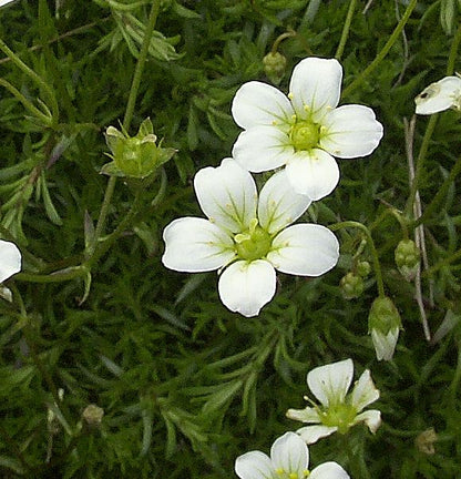 Heirloom Saxifraga Mossy Flower seeds for Planting Low Maintenance Heirloom & GMO Free Seeds for Home Garden