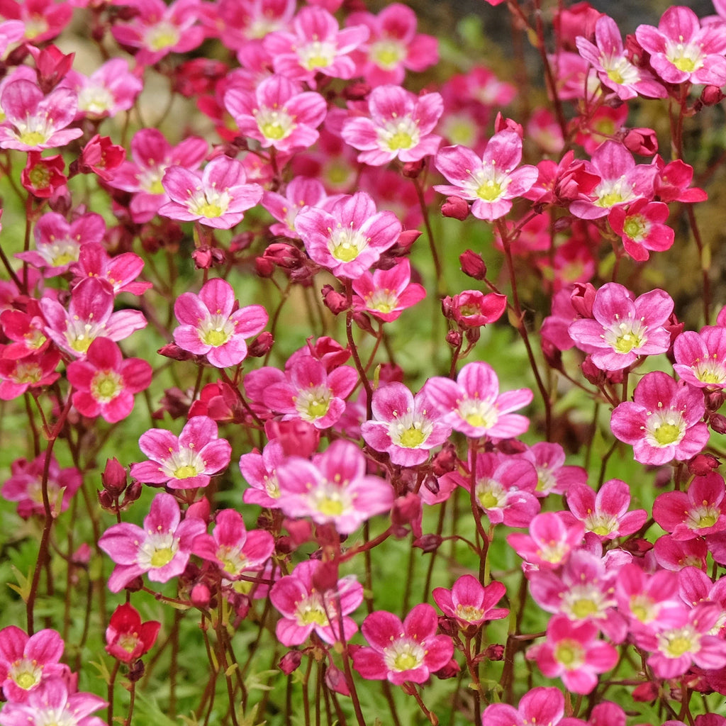 Premium Saxifraga Pink Flower seeds for Planting Garden Favorite, Heirloom & GMO Free Seeds for Home Garden seeds