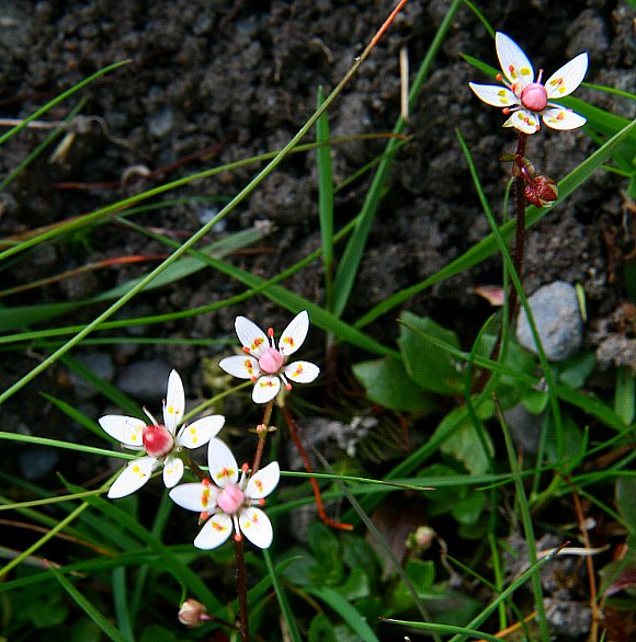 Saxifraga Stellaris Flower seeds for Planting Seasonal Bloomer, Heirloom & GMO Free Seeds for Home Garden vegetable and garden seeds