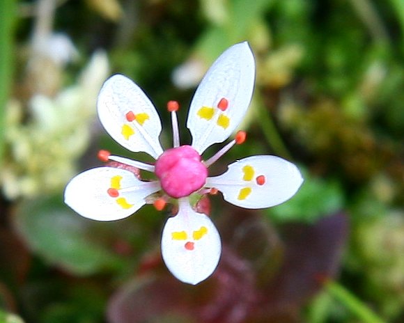 High quality Saxifraga Stellaris Flower seeds for Planting Seasonal Bloomer, Heirloom & GMO Free Seeds for Home Garden seeds pack