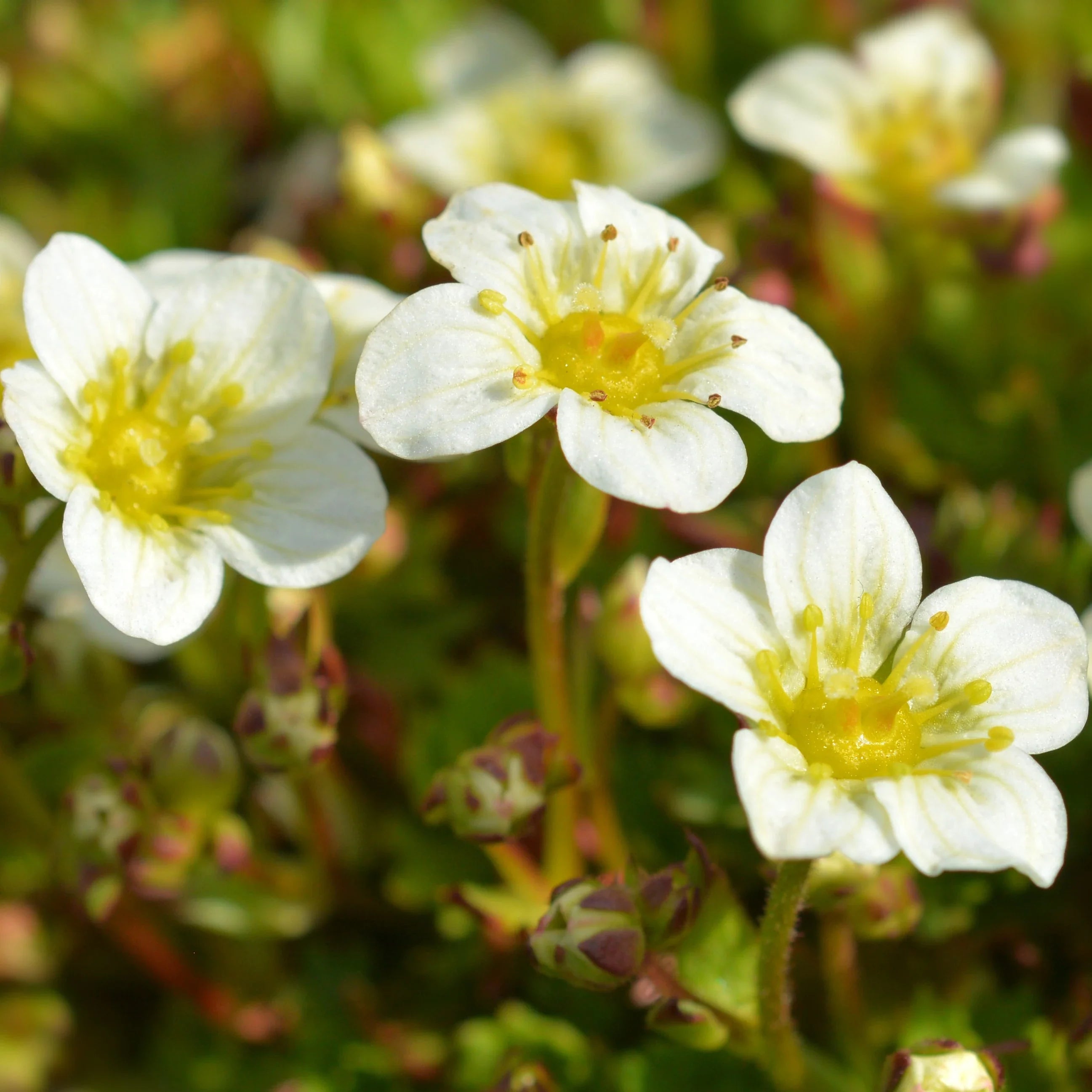 White Blush Saxifraga Flower seeds for Planting Seasonal Bloomer, Heirloom & GMO Free Seeds for Home Garden vegetable and garden seeds