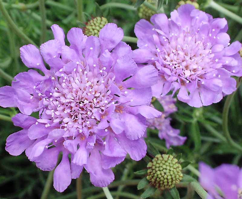 Scabiosa Flower seeds for Planting Perfect for Borders Heirloom & GMO Free Seeds for Home Garden