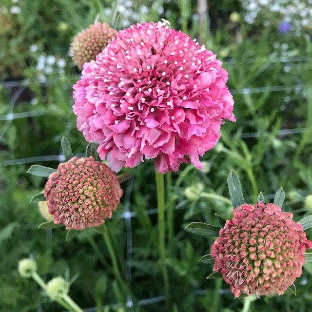 Pink Scabiosa Flower seeds for Planting Fragrant Blossoms, Heirloom & GMO Free Seeds for Home Garden seeds for planting