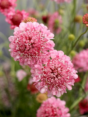High quality Pink Scabiosa Flower seeds for Planting Fragrant Blossoms, Heirloom & GMO Free Seeds for Home Garden seeds pack