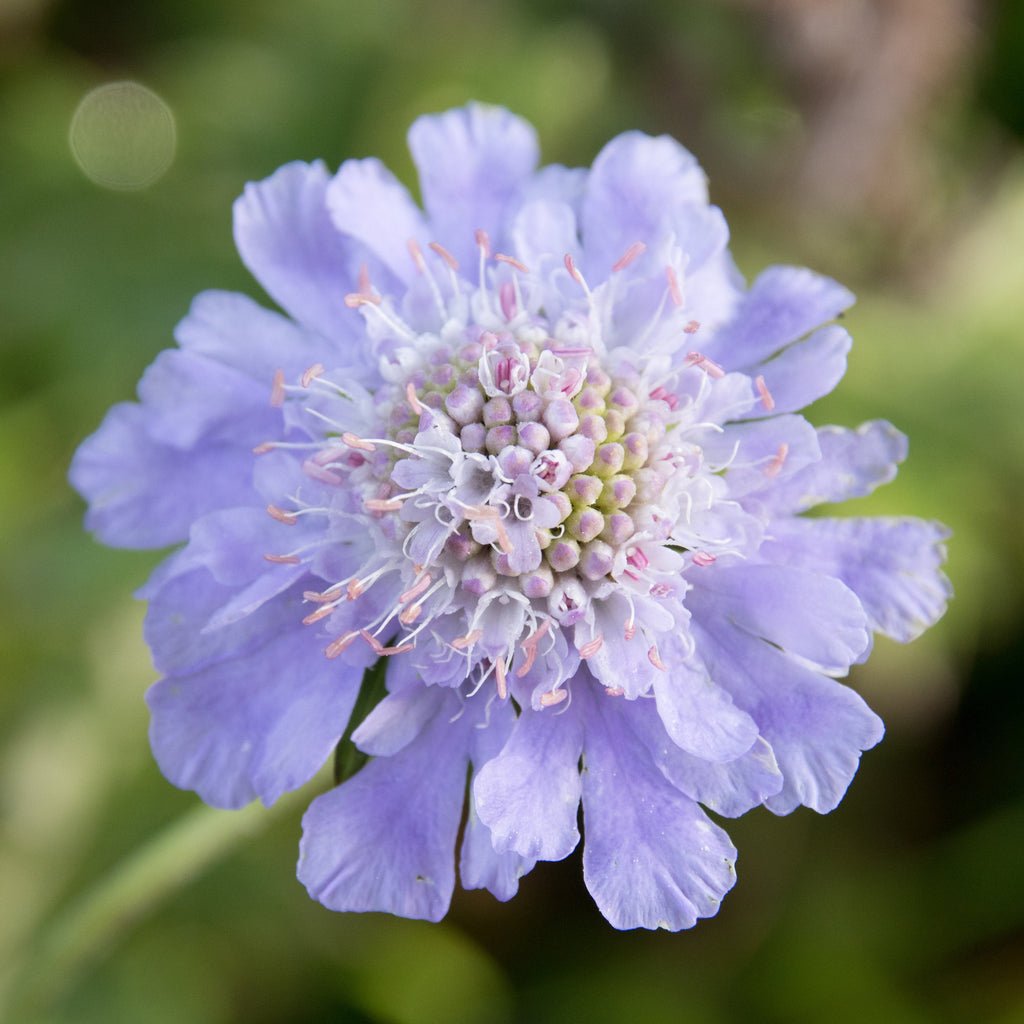 Premium Scabiosa Flower seeds for Planting Colorful Display, Heirloom & GMO Free Seeds for Home Garden seeds