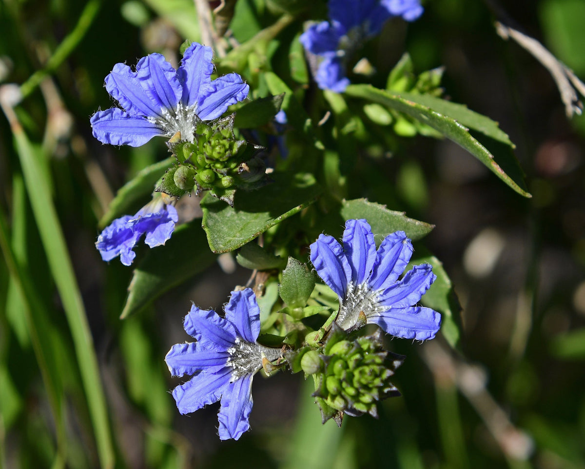 Crassifolia Flower seeds for Planting Hardy Variety Heirloom & GMO Free Seeds for Home Garden