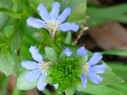 Crassifolia Flower seeds for Planting Hardy Variety Heirloom & GMO Free Seeds for Home Garden