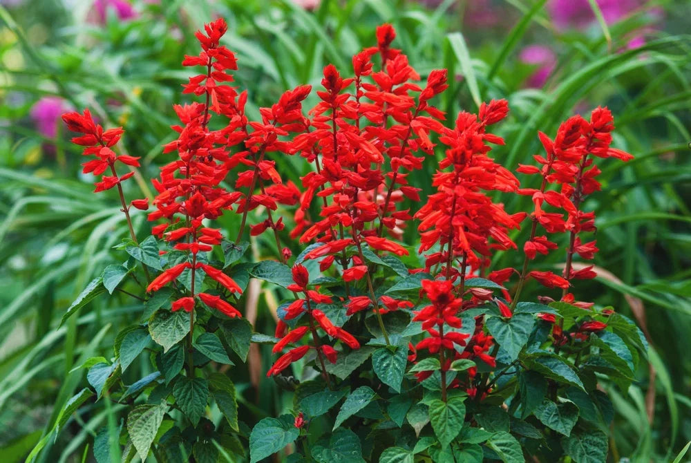 Scarlet Sage Flower seeds for Planting, Wildflower Mix Heirloom & GMO Free Seeds for Home Garden