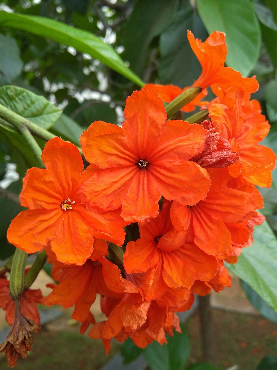 Premium Orange Cordia Sebestena Flower seeds for Planting Long Bloom Season, Heirloom & GMO Free Seeds for Home Garden seeds