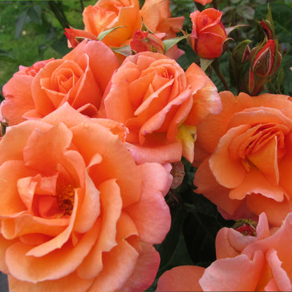 Heirloom Rose Flower seeds for Planting Premium Quality Heirloom & GMO Free Seeds for Home Garden