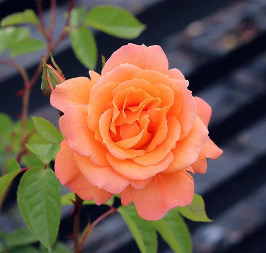Goldish Yellow Rose Flower seeds for Planting Drought Tolerant, Heirloom & GMO Free Seeds for Home Garden vegetable and garden seeds