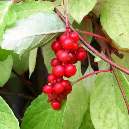 Schisandra (Schisandra chinensis) Seeds - Wu-wei-zi