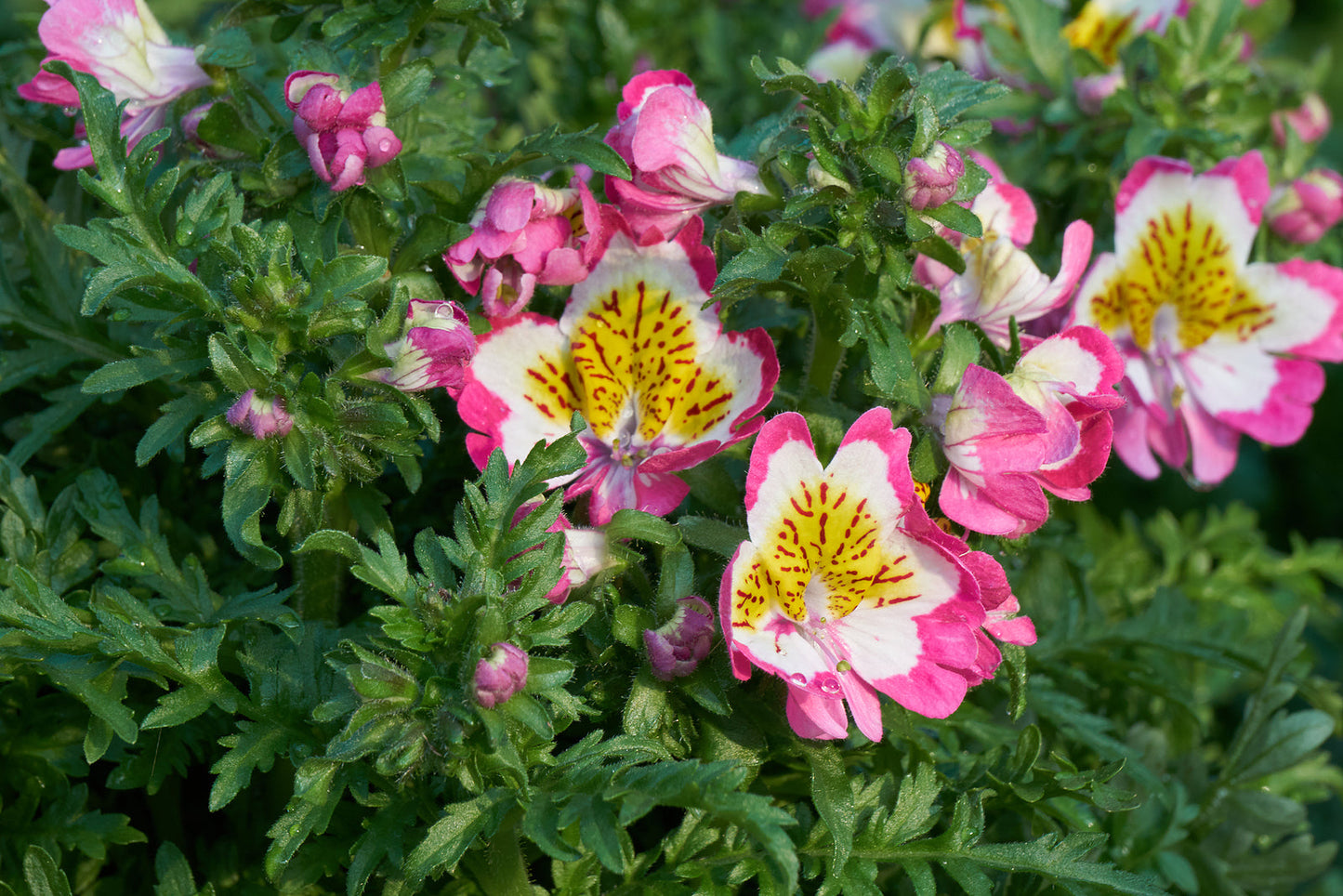 Schizanthus Flower seeds for Planting Cut Flower Favorite Heirloom & GMO Free Seeds for Home Garden