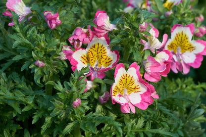 Schizanthus Flower seeds for Planting Cut Flower Favorite Heirloom & GMO Free Seeds for Home Garden