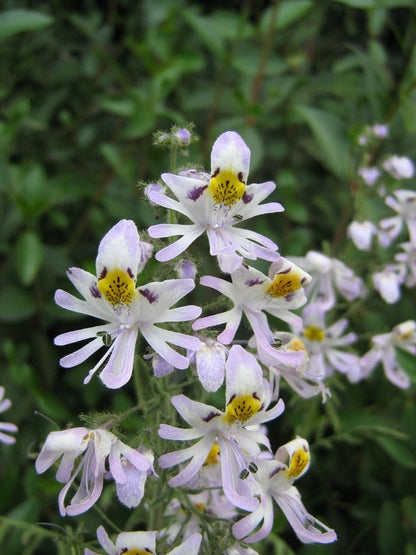 Schizanthus Tinkerbell Flower seeds for Planting Sun Loving Heirloom & GMO Free Seeds for Home Garden