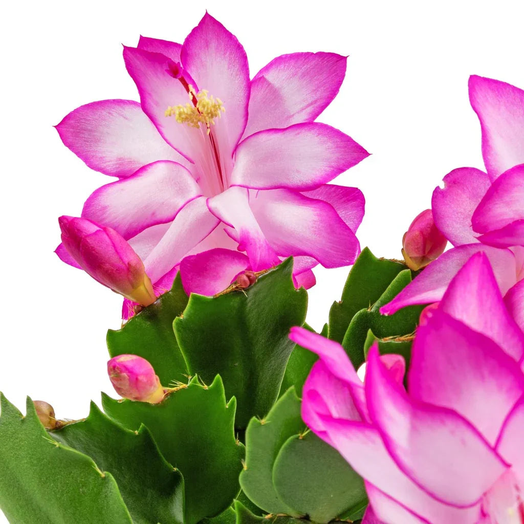 High quality Pink Schlumbergera Flower seeds for Planting Shade Tolerant, Heirloom & GMO Free Seeds for Home Garden seeds pack