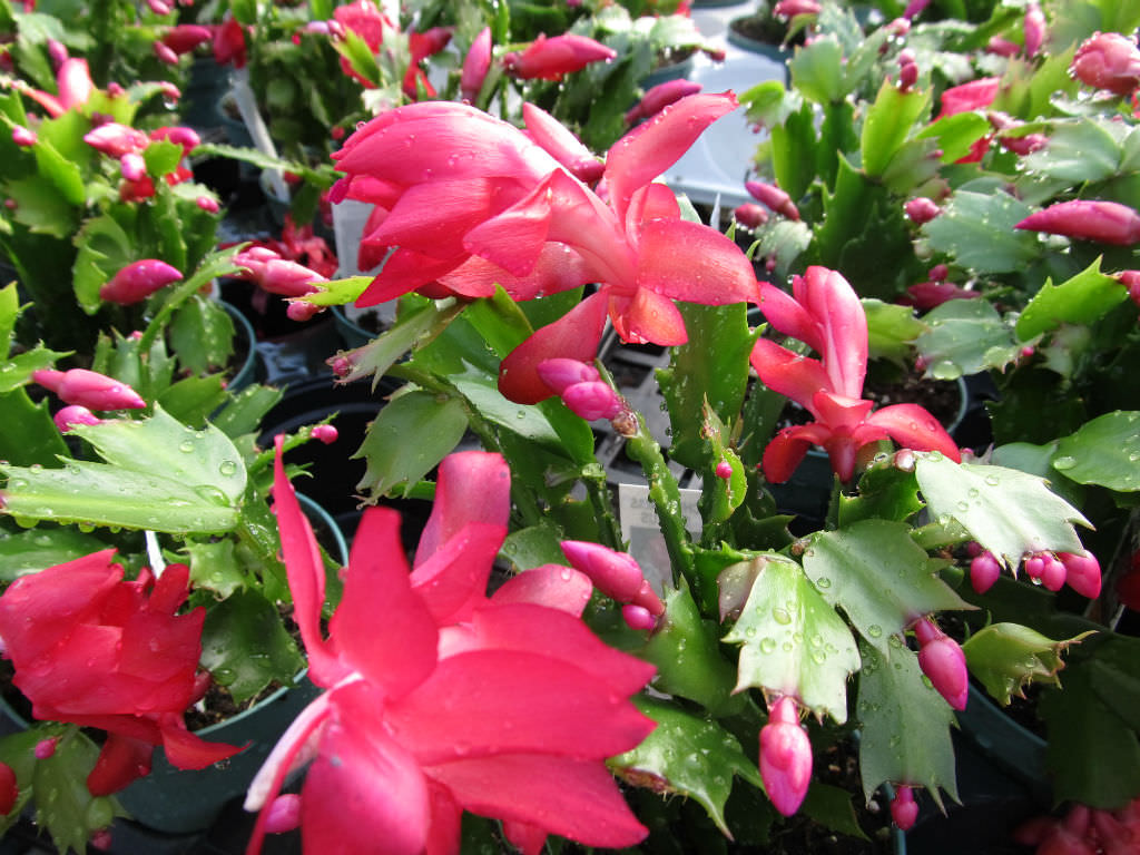 Mixed Zygocactus Truncatus Flower seeds for Planting - Cut Flower Favorite, Heirloom & GMO Free Seeds for Home Garden
