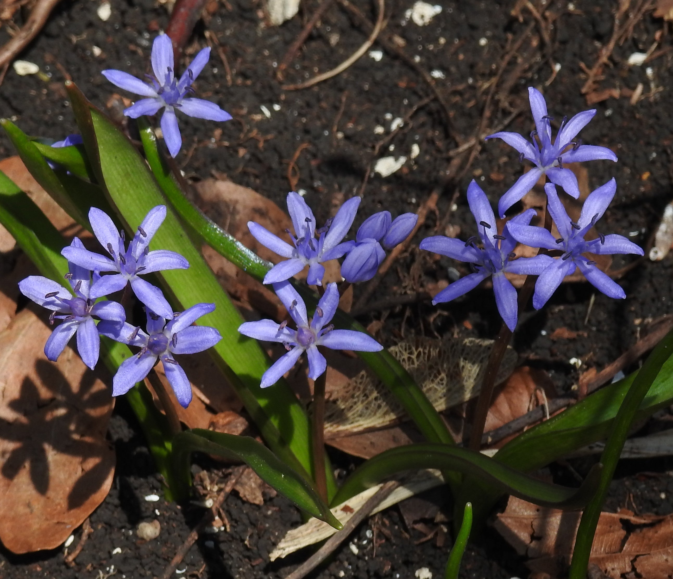 High quality Scilla Bifolia Flower seeds for Planting Premium Quality, Heirloom & GMO Free Seeds for Home Garden seeds pack