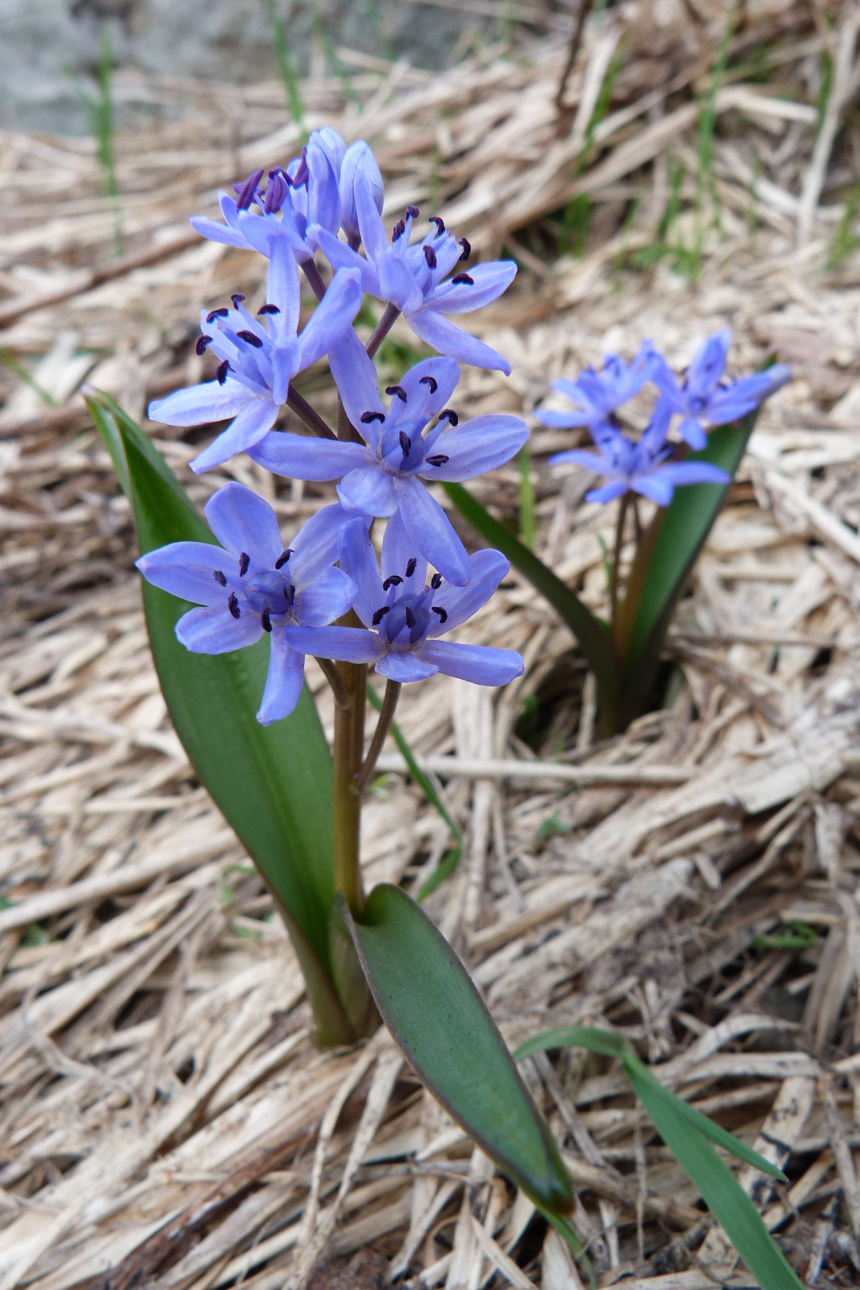 Premium Scilla Bifolia Flower seeds for Planting Premium Quality, Heirloom & GMO Free Seeds for Home Garden seeds
