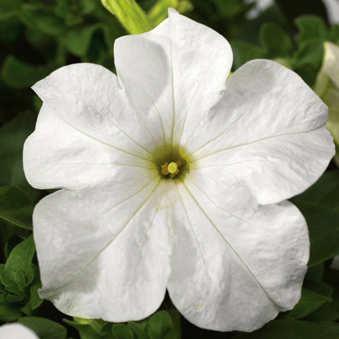 Premium White Petunia Grandiflora Seeds Flower seeds for Planting Cottage Garden Essential, Heirloom & GMO Free Seeds for Home Garden seeds
