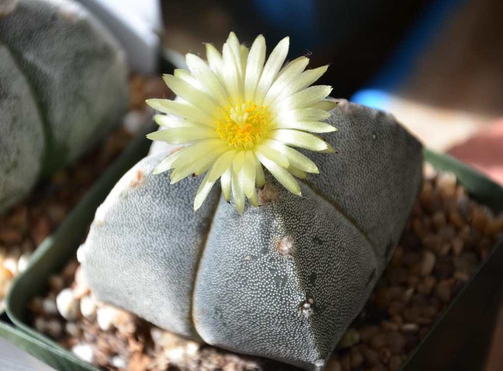 Astrophytum Myriosrigma Flower seeds for Planting Fragrant Blossoms, Heirloom & GMO Free Seeds for Home Garden vegetable and garden seeds