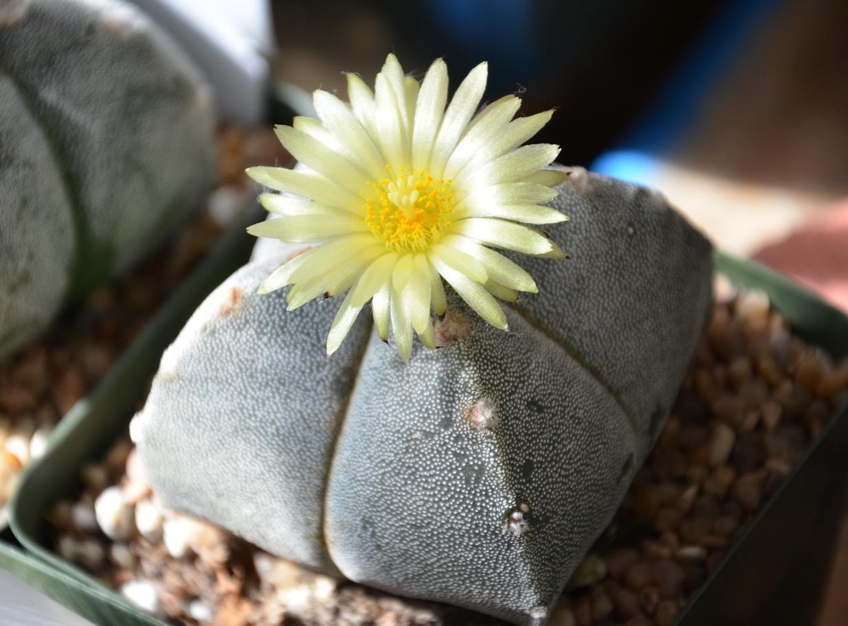 Astrophytum Myriosrigma Flower seeds for Planting Fragrant Blossoms, Heirloom & GMO Free Seeds for Home Garden vegetable and garden seeds