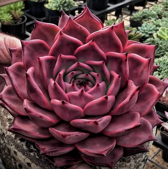 Echeveria Agavoides Romeo Flower seeds for Planting - Compact Growth, Heirloom & GMO Free Seeds for Home Garden