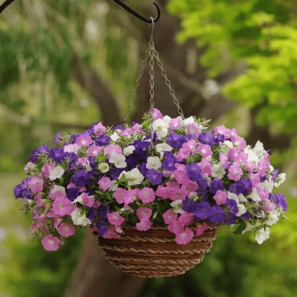 Premium Bedding Flower seeds for Planting Low Maintenance, Heirloom & GMO Free Seeds for Home Garden seeds